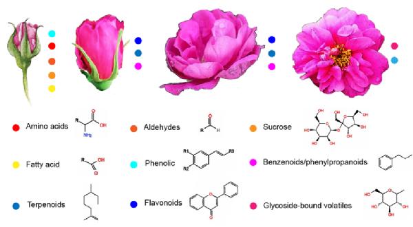 三亿体育柴国华团队在盐碱地玫瑰内含物积累方面取得重要研究进展